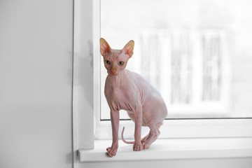 Sphinx cat on the windowsill