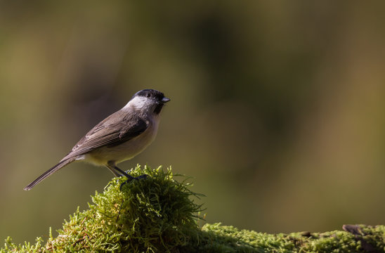 m&eacute;sange nonnette