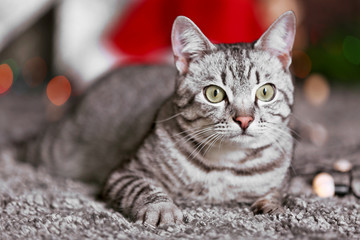 Beautiful cat near Christmas tree with decoration