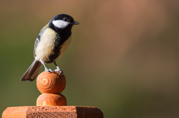 mésange charbonnière