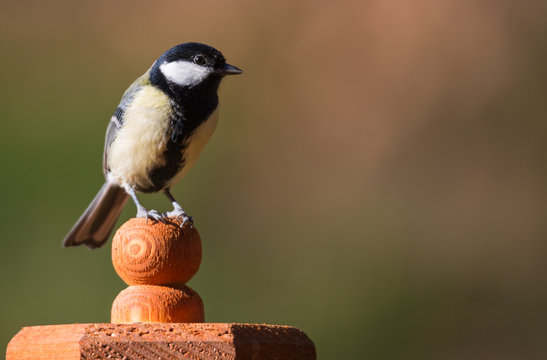 m&eacute;sange charbonni&egrave;re