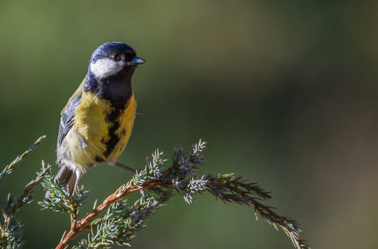 m&eacute;sange charbonni&egrave;re
