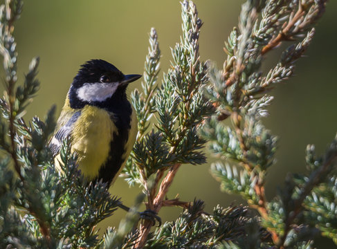 m&eacute;sange charbonni&egrave;re