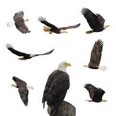 Naklejka premium Set bald eagles.