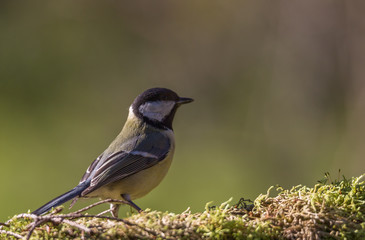 mésange charbonnière