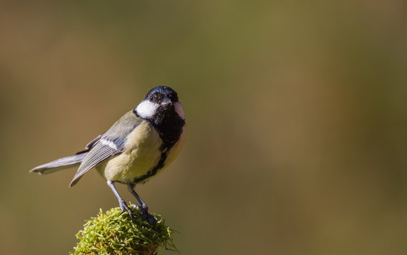 m&eacute;sange charbonni&egrave;re