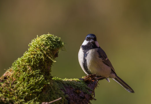 m&eacute;sange charbonni&egrave;re