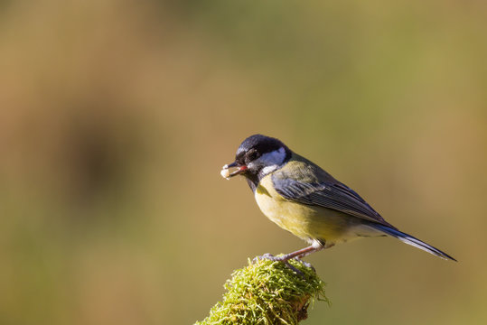 m&eacute;sange charbonni&egrave;re