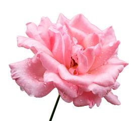 Natural pink rose flower isolated on white