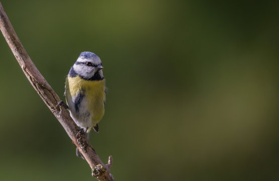 m&eacute;sange bleue