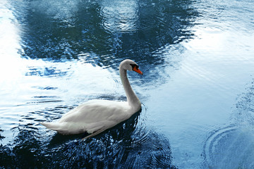 Fototapeta na wymiar Beautiful swan on the pond in an autumn park