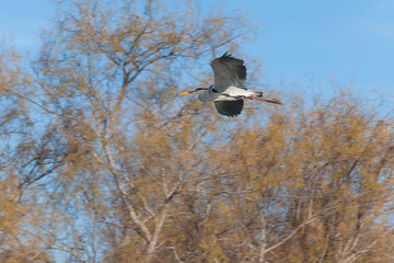 France, Camargue, Grey heron (Ardea cinerea) flying in front of bare trees