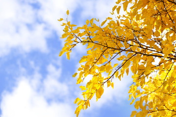 Tree branches closeup