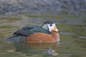 Male African Pygmy Goose, Nettapus auritus