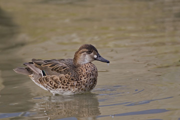 Fototapeta premium Female Baikal Teal, Anas formosa on water