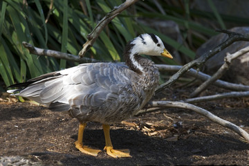 Bar-headed Goose, Anser indicus