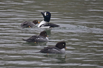 Displaying Barrow's Goldeneye, Bucephala islandica