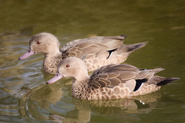 Pair of rare Bernier's Teal, Anas bernieri