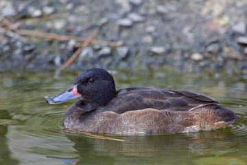 Black-headed Duck, Heteronetta atricapilla on the water