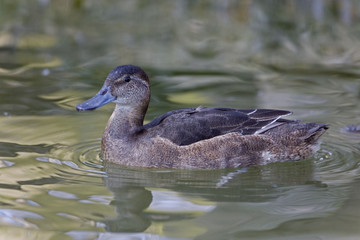 Female Black-headed Duck, Heteronetta atricapilla