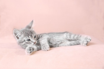 Obraz premium Cute little grey kitten lying on sofa
