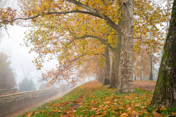 Row of plane trees with yellow leaves along an ancient wall in a foggy autumn morning - Ferrara,...