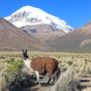 The Andean landscape with herd of llamas