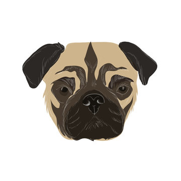 Illustration with doodle pug