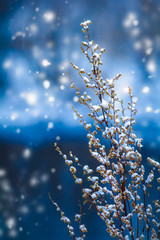 Fluffy snow falls on branch bush