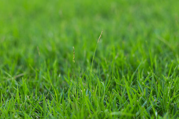 green grass in the garden(soft focus)