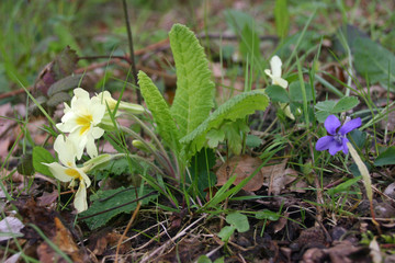 Primrose and violet flowers