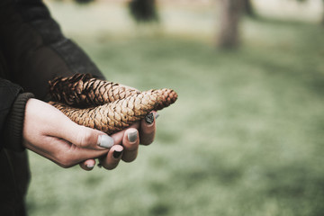 Pine cones in woman's hand