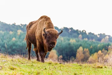 Türaufkleber bison © Angelika Bentin
