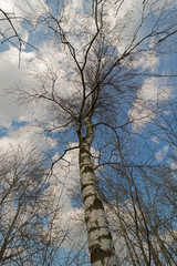 Birch tree with blue sky and clouds.