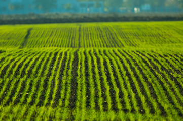 Agriculture field with green rows