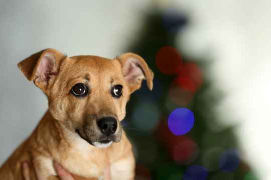 Small cute funny dog holding in hands on Christmas tree background