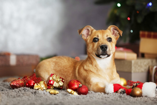 Small cute funny dog playing with Santa hat on Christmas gifts background