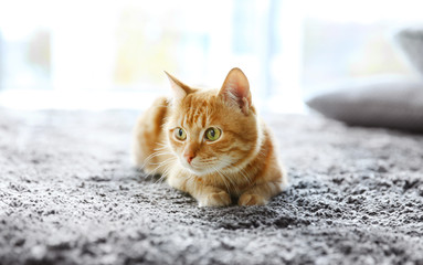 Beautiful red cat on carpet at home