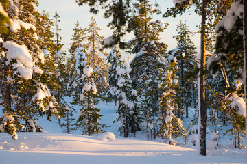 Forest in snow near the Rovaniemi. Finland.
