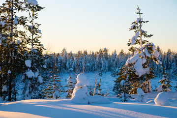 Forest in snow near the Rovaniemi. Finland.

