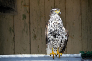 Goshawk wounded in the rescue center