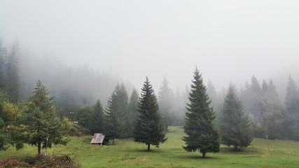 Fototapeta na wymiar Pine trees and fog in the mountain