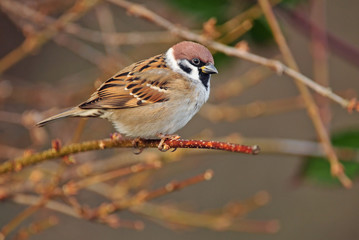 Eurasian tree sparrow