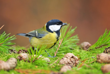 Great tit