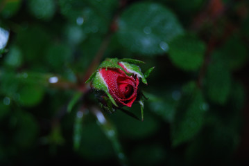 red rose