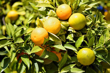 Oranges on the branches of an orange tree