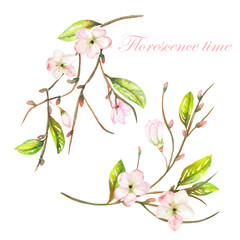 An illustration with an isolated tender pink blooming flowers on the branches with the green leaves painted in watercolor on a white background
