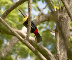 Toucan In A Tree