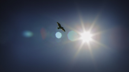 Soaring In The Sun