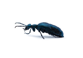 beetle on white background